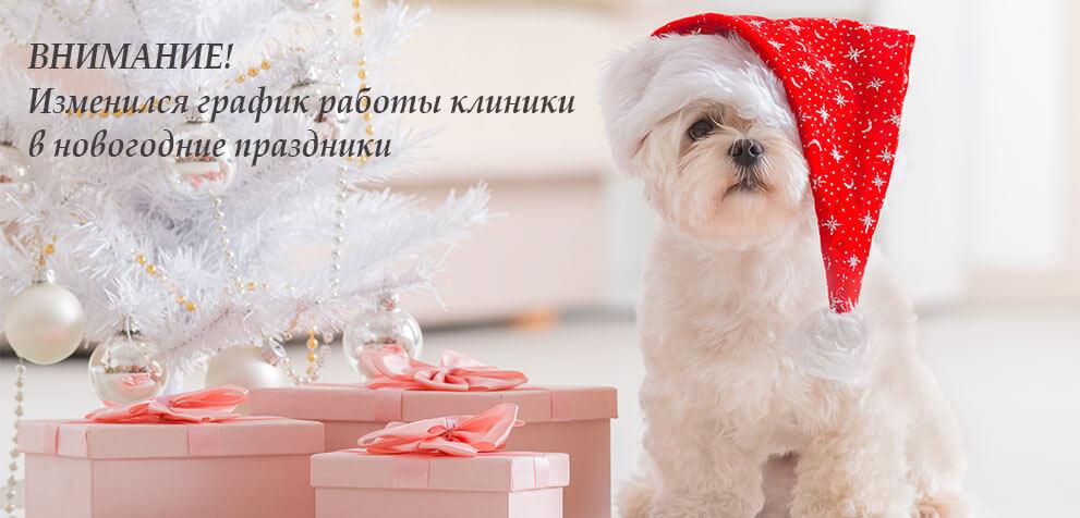 График работы клиники в новогодние праздники 2020 | ВетСити График работы клиники в новогодние праздники 2020 | Vetcity